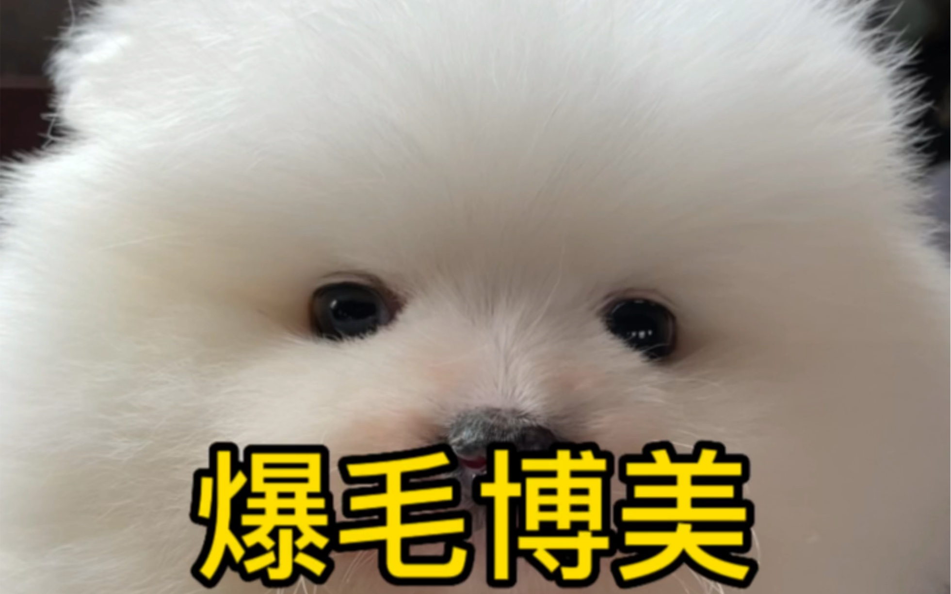 球体爆毛博美 跳楼价