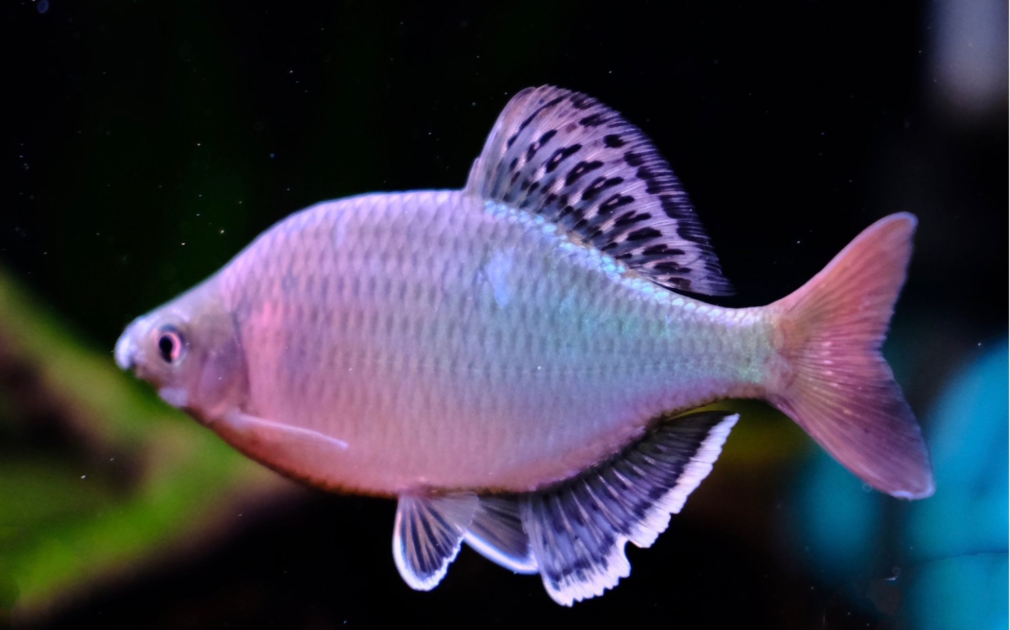 『原生鱼-徽州短须鱊』全体起立,迎接闹总的徽短