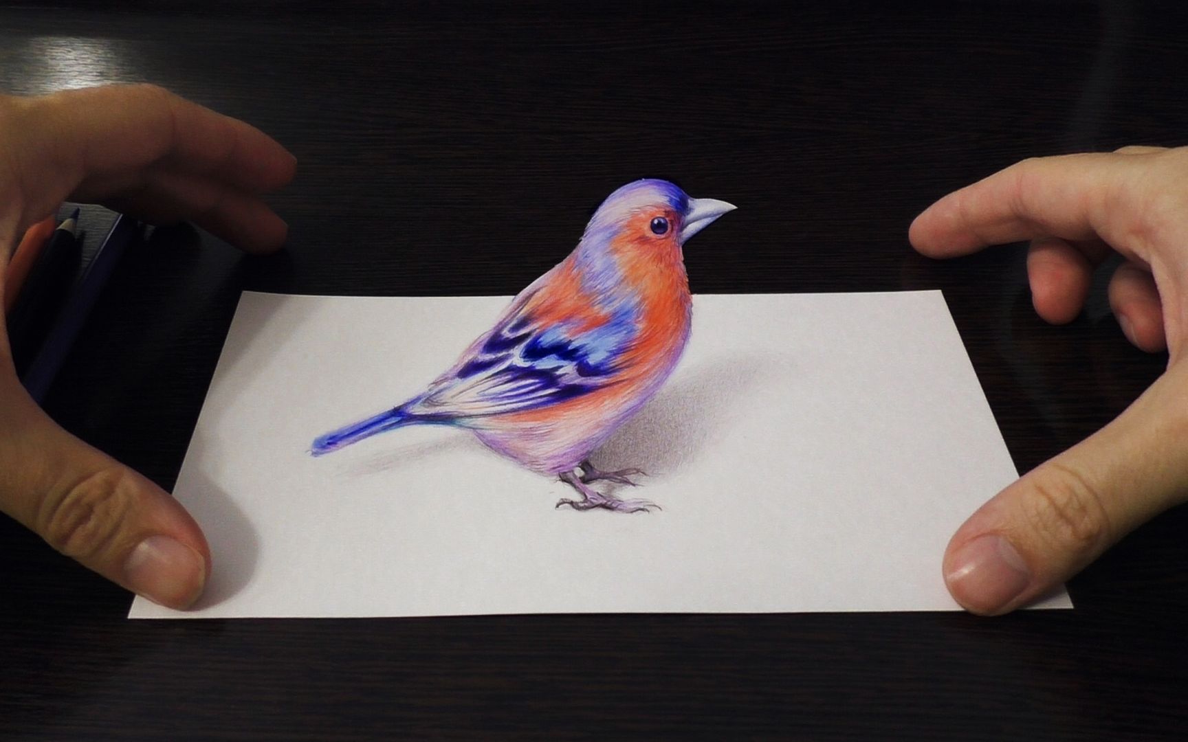 俄罗斯画家的彩铅3d小鸟