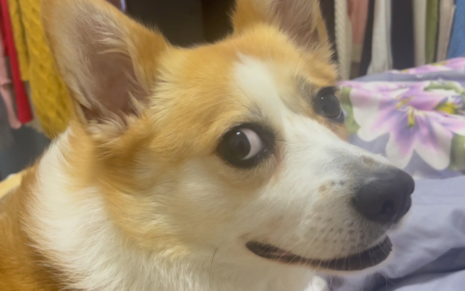 一只狗斜眼的表情包图片