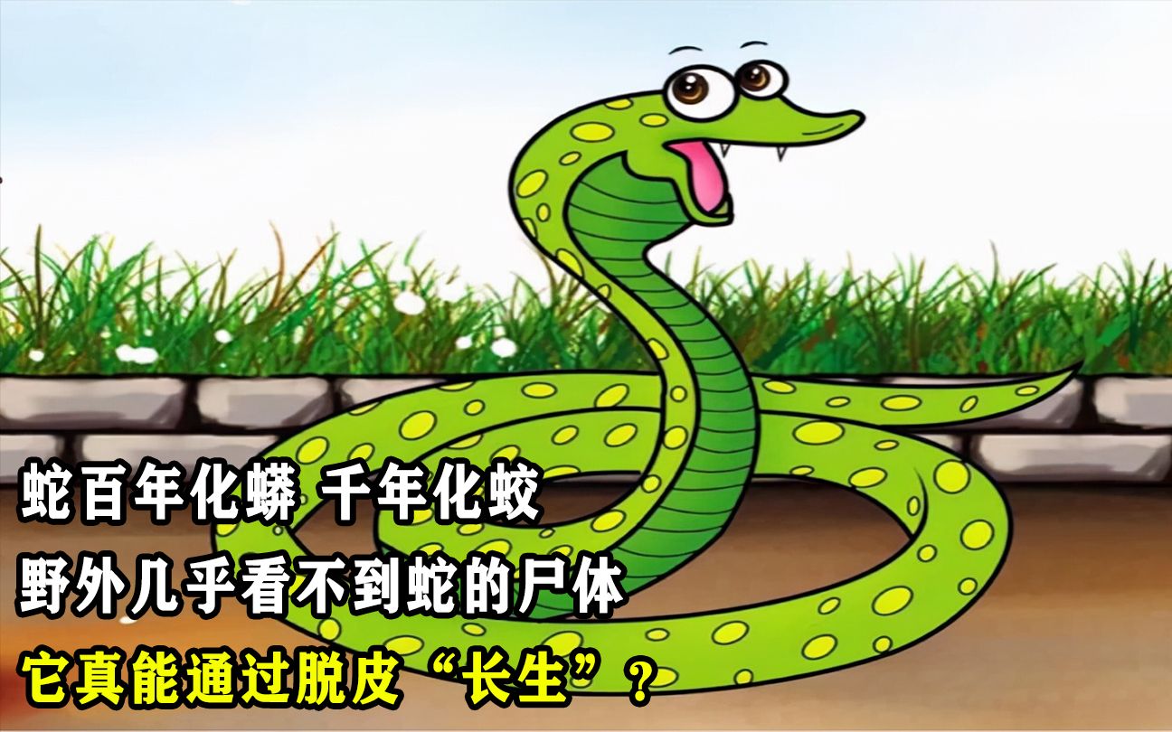 "蛇百年化蟒,千年化蛟",野外几乎看不到蛇的尸体,它真能通过脱皮"长生