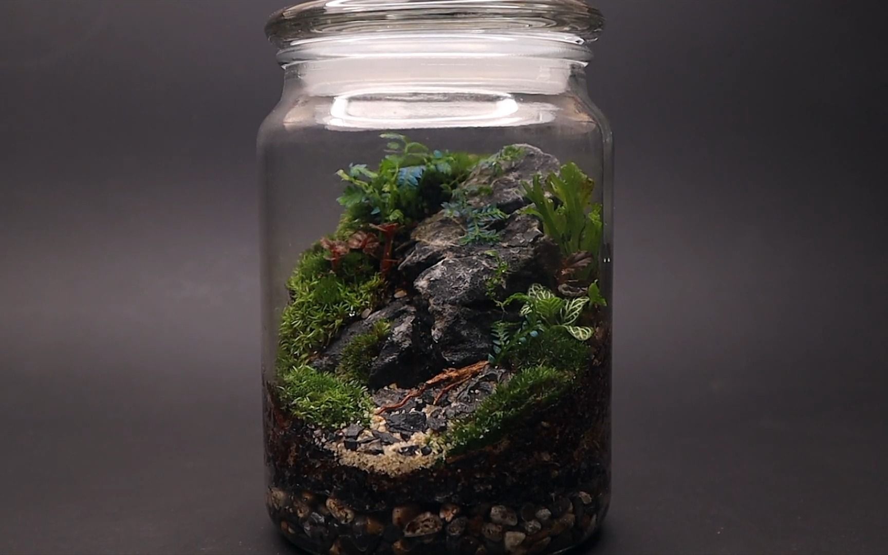 苔藓桌面微景观---岩石上的植物