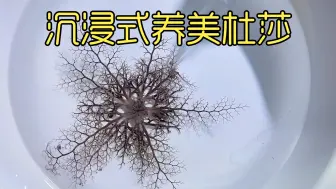 Download Video: 沉浸式养美杜莎，海边野采的奇怪生物带回家养起来，太神奇太好玩