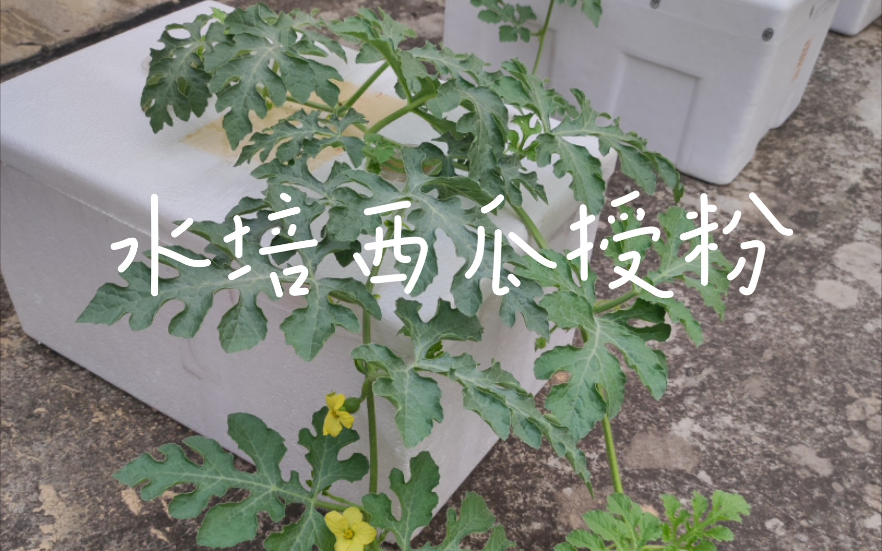 水培西瓜要顺利结果,这一步必须记得做!