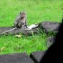 可惜了这只受伤严重的小猴子在暴雨淋湿下失去了生命母猴伤心的守护在小猴子尸体跟前不舍得离去