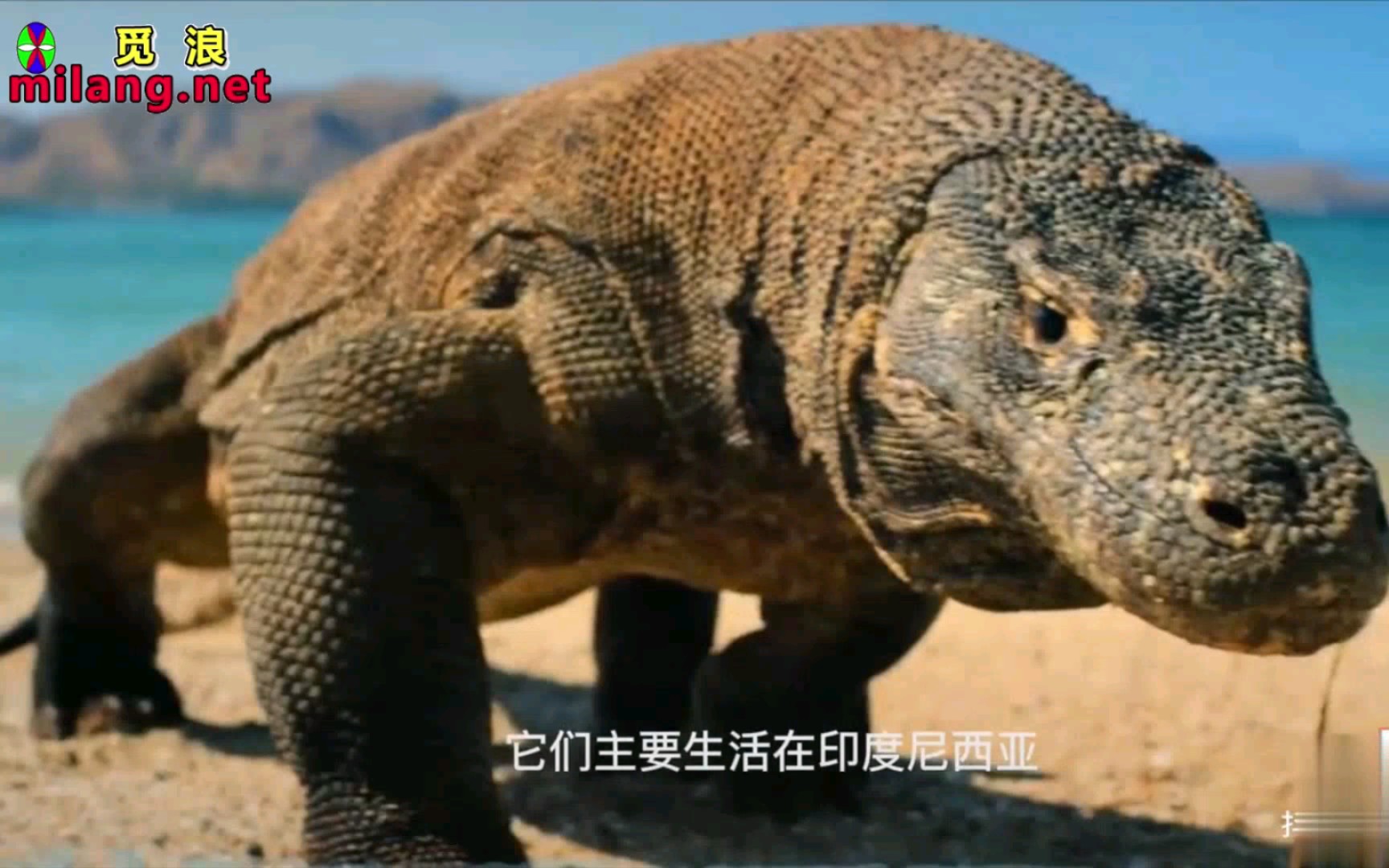 活动作品七八头科莫多巨蜥啃食一头水牛
