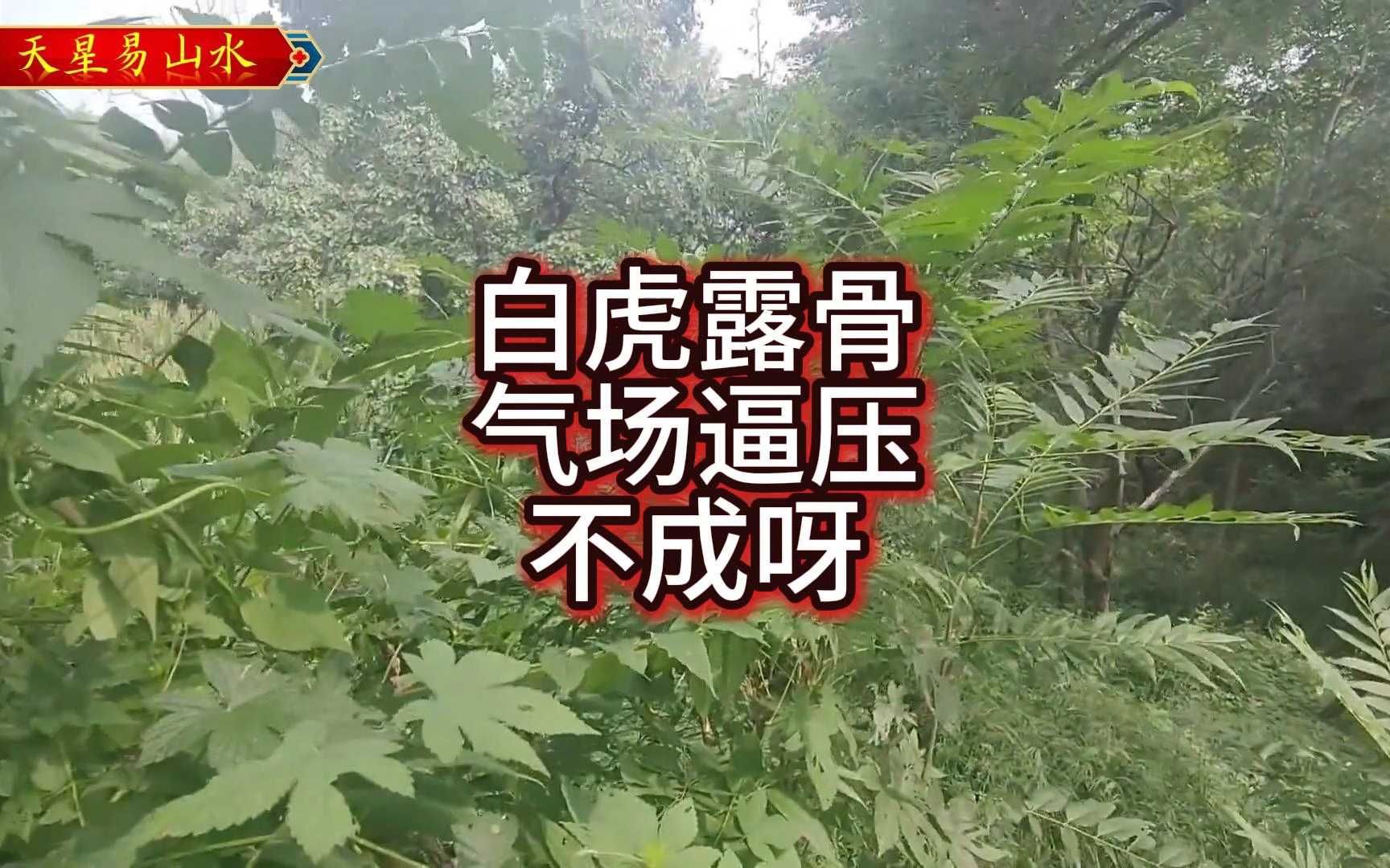 白虎露骨,气场逼压,不成呀哔哩哔哩bilibili