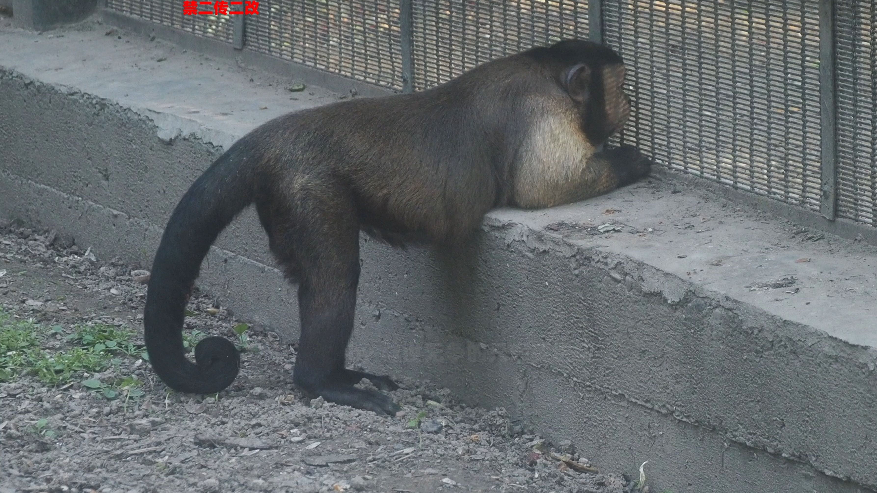 打打闹闹的一家三口,猴爸爸依旧趴窗台看隔壁邻居,隔壁红