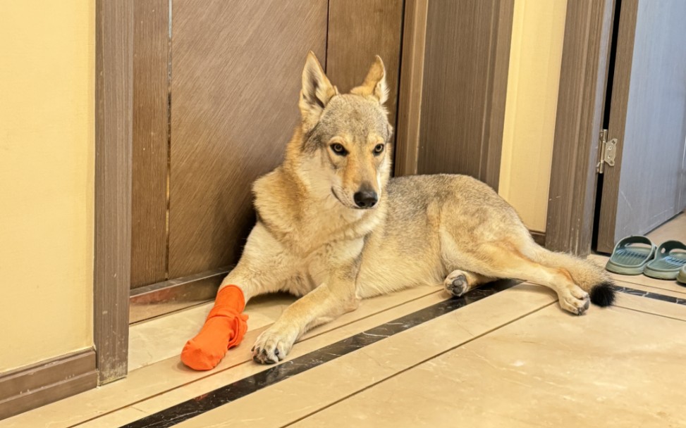 【捷克狼犬】0油耗、三秒提速、减速、压弯、上坡,熟练的不能再熟练了,犬界老司机非你莫属!捷克狼犬你有可能见过,这样的捷克狼犬你一定是第一次...