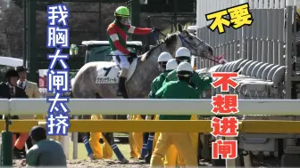 Descargar video: 【黄金船产驹】大船=グランナヴィール减肥6kg并出现祖传厌闸现象