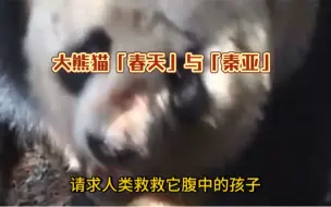 Download Video: 秦岭野生大熊猫为了保护腹中的孩子和对手拼命搏斗，被抓的伤痕累累