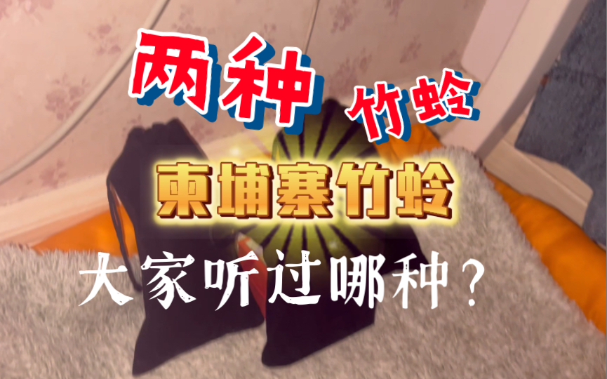 两种竹蛉鸣虫的叫声,大家在野外听过吗?哔哩哔哩bilibili