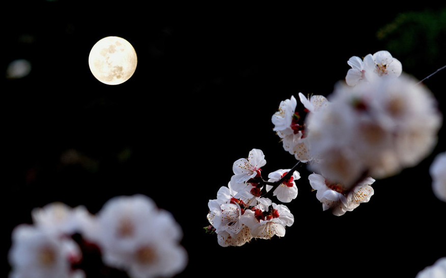 [图]《月圆花好》——浮云散，明月照人来