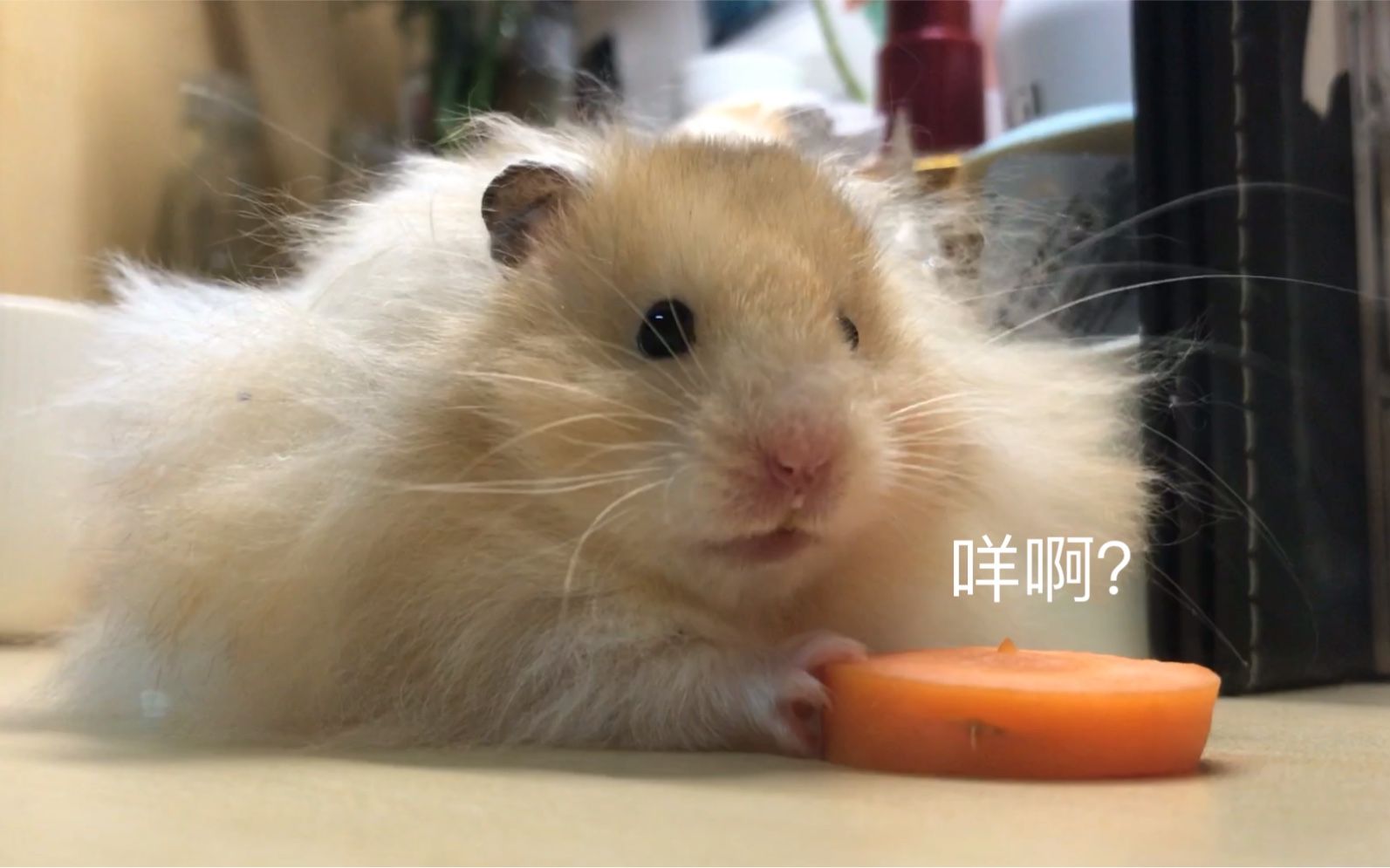 仓鼠金丝熊妮妮与胡萝卜圈吃吃呆呆炸毛团子日常