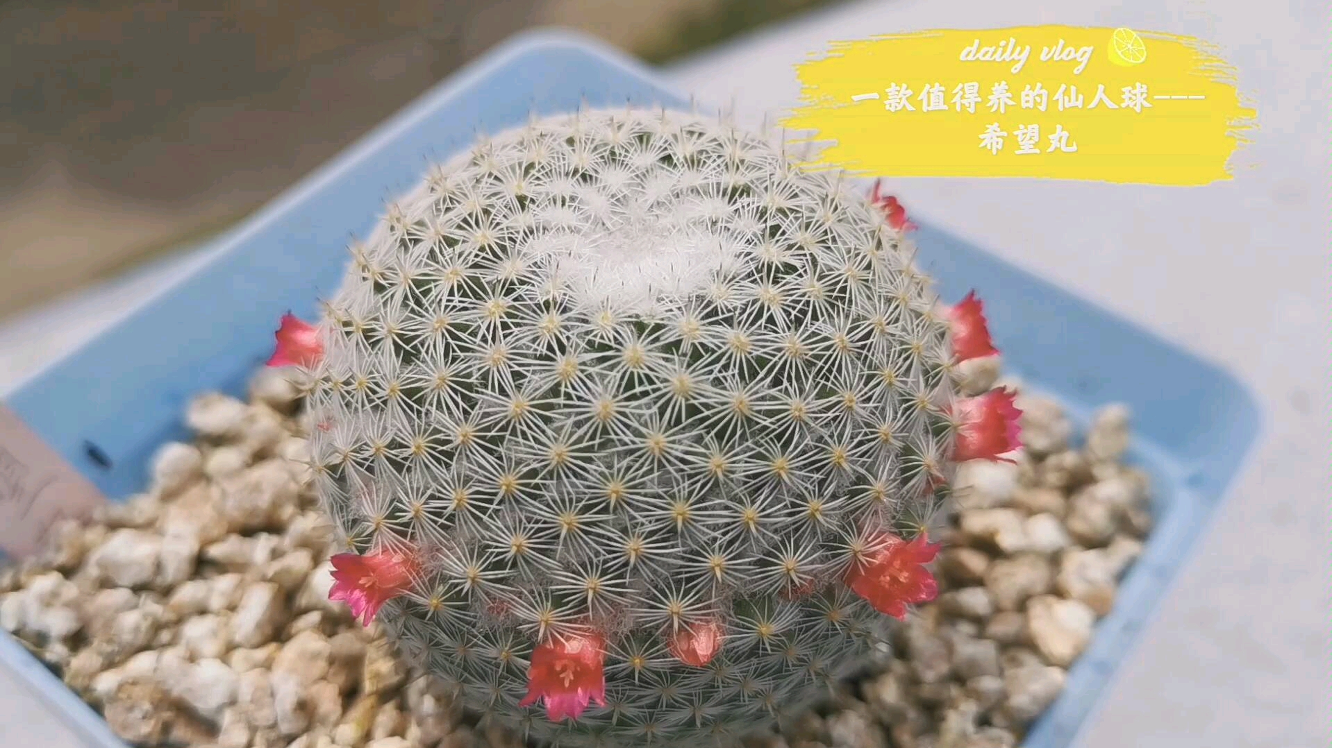 一款值得养的仙人球---希望丸