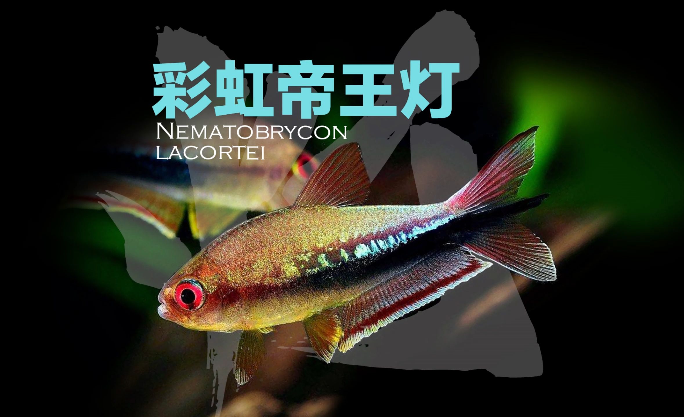 彩虹帝王灯Nematobrycon lacortei哔哩哔哩bilibili