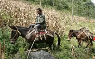 Tải video: 在农村有两匹骡子就是舒服，可以骑，可以赚钱，可以驮运东西。