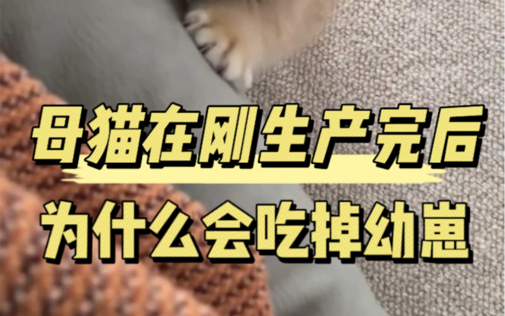 母猫为什么在刚生产完会吃掉幼崽?哔哩哔哩bilibili