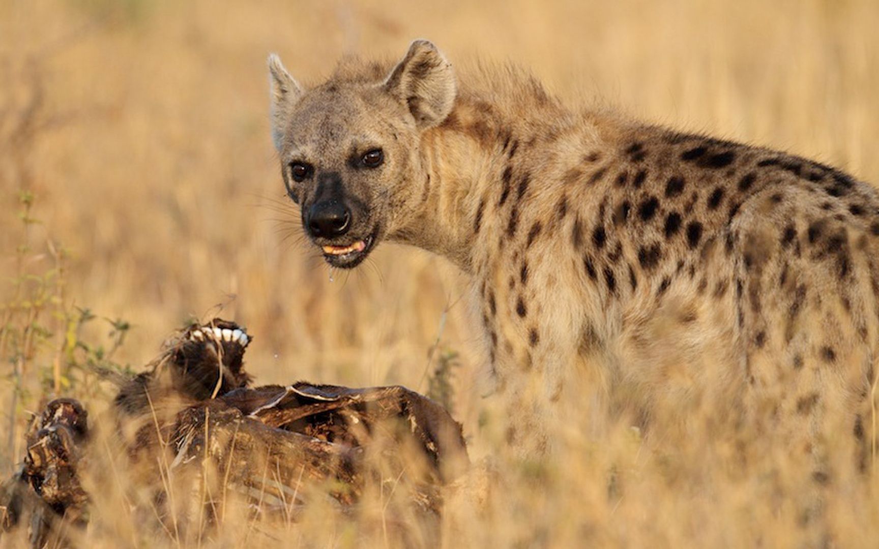 非洲霸主斑鬣狗,钟情残忍掏肛,死于痛苦难产!