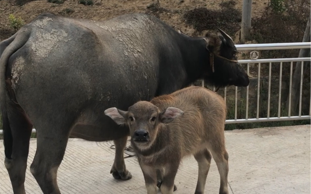 农村大水牛带只小水牛