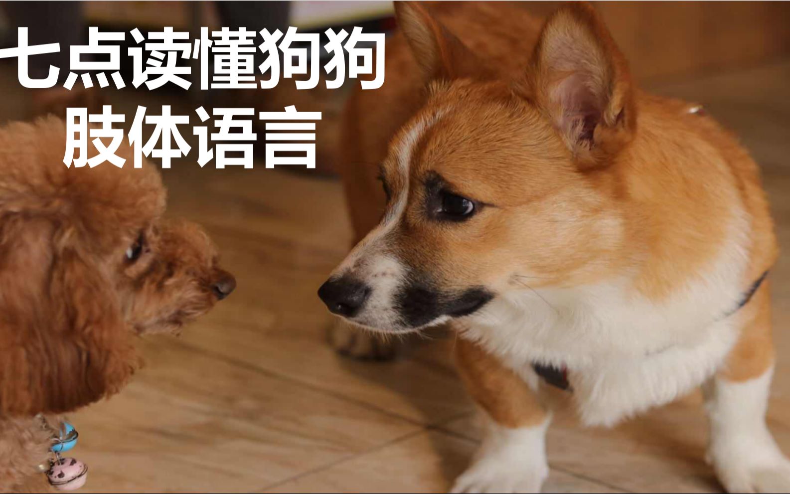 读懂狗狗的肢体语言,纯干货分享,献给养狗与不养狗的大家.