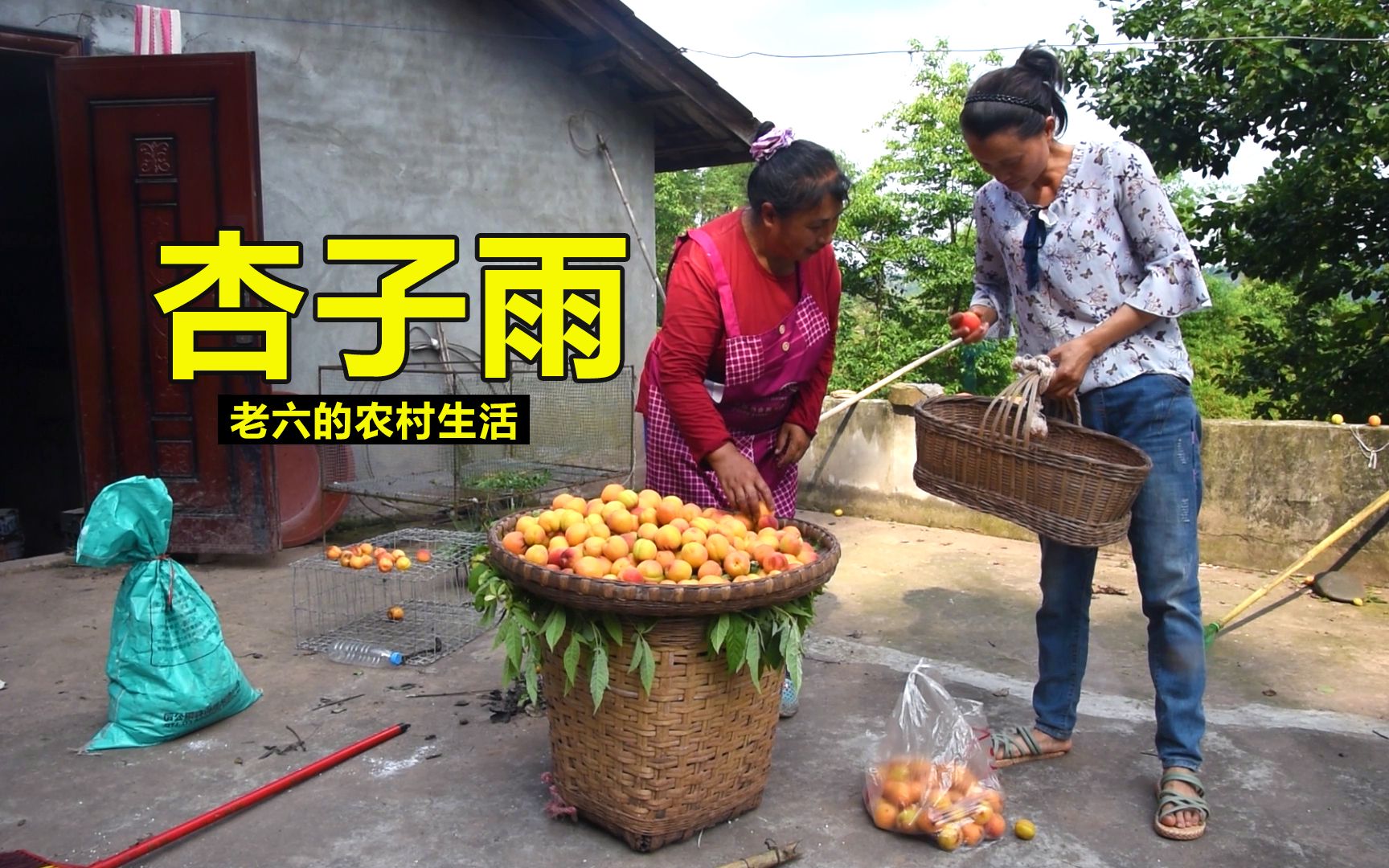 带大家看一场杏子雨,农村的杏子不值钱,一碰落一地哔哩哔哩bilibili