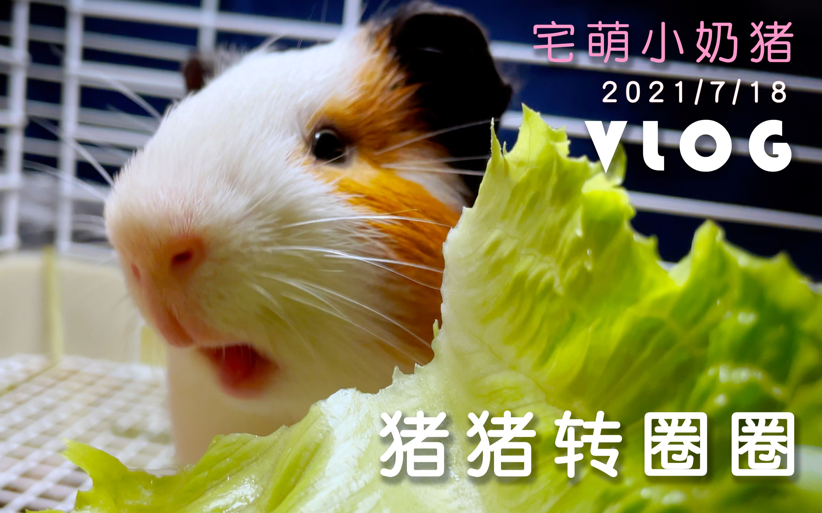 活动  【荷兰猪】猪猪转圈圈 宅萌小奶猪 viog 4k