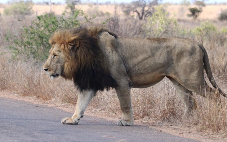 2021年8月 巨狮北马大公子在h7公路巡逻