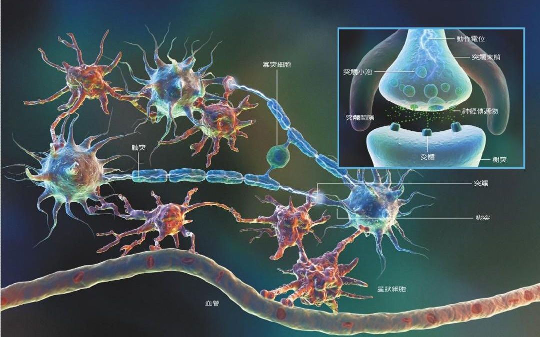 神经调节 兴奋的传导