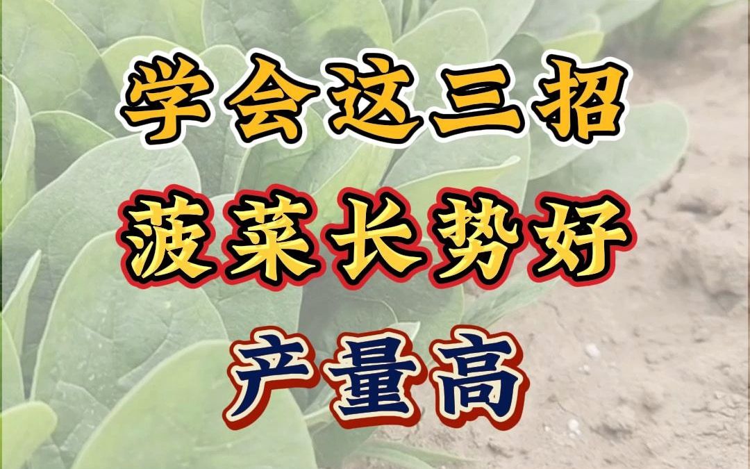 学会这三招,菠菜长势好产量高哔哩哔哩bilibili