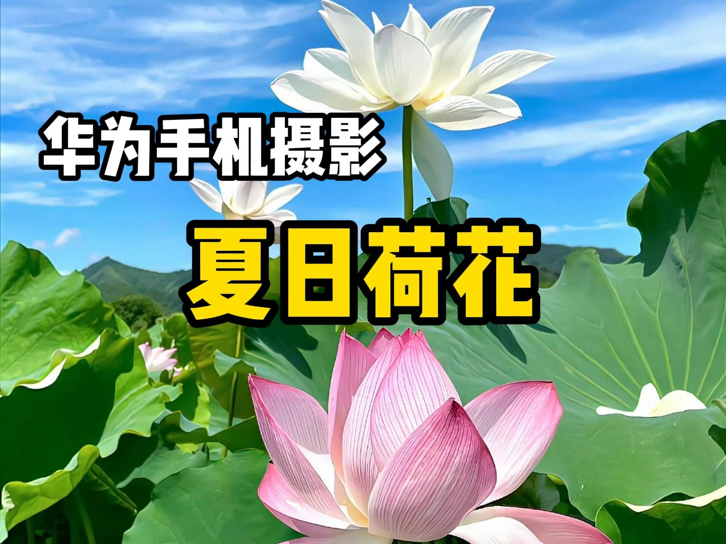 【手机摄影】夏日的荷花这样拍会更好看!哔哩哔哩bilibili