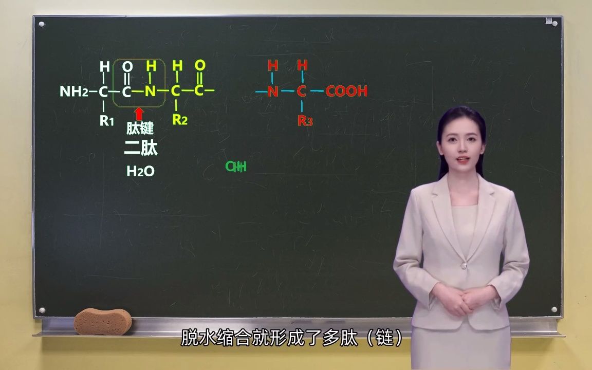 氨基酸的脱水缩合哔哩哔哩bilibili