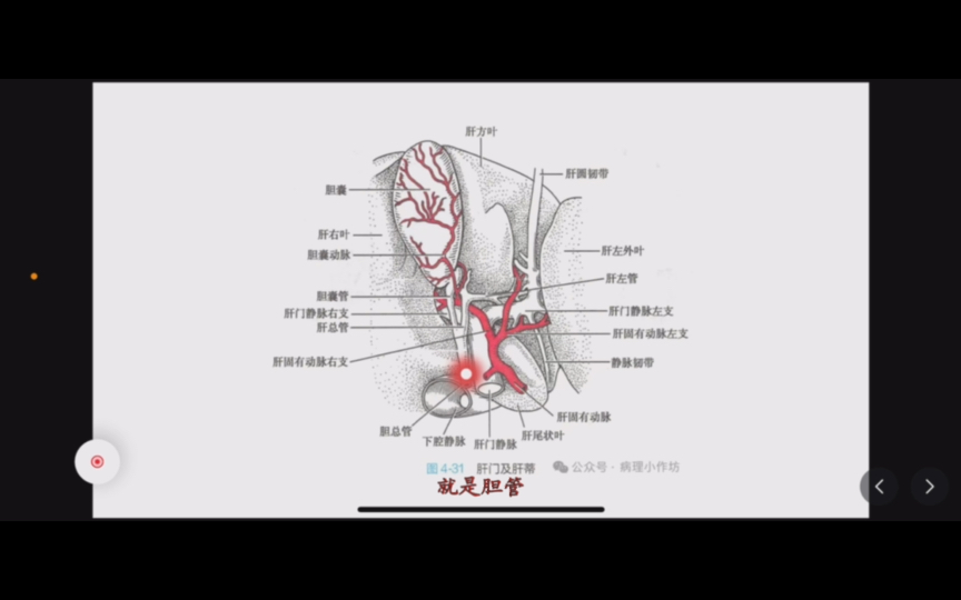 肝门解剖结构图图片