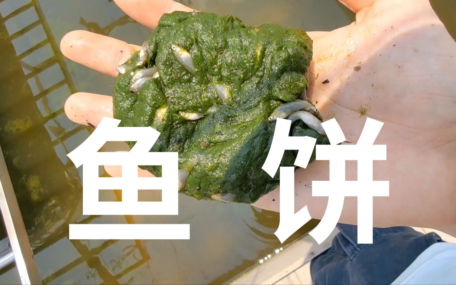 帅小伙家里居然有这种入侵物种,太能繁殖了!哔哩哔哩bilibili