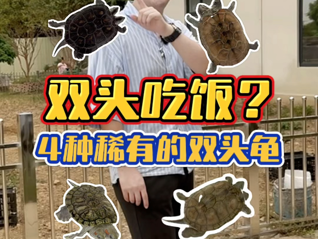 看看4种稀有双头龟是如何吃饭的?哔哩哔哩bilibili