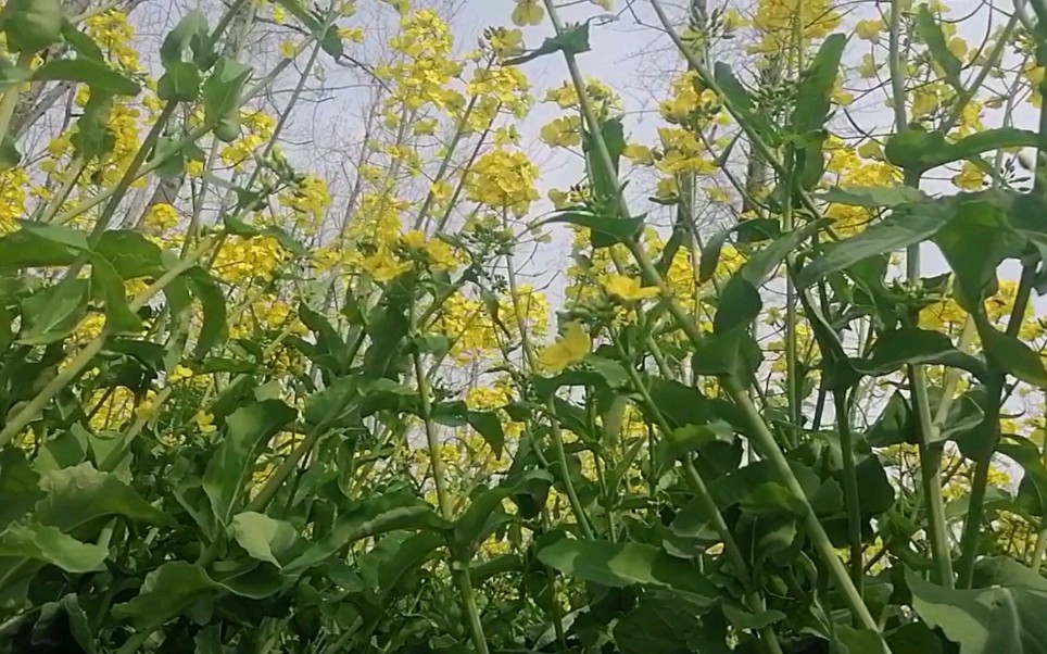 [图]农村的田野风光无限，到处都是金灿灿的油菜花