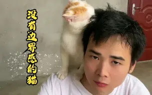 Download Video: 挑战全网最粘人的猫！