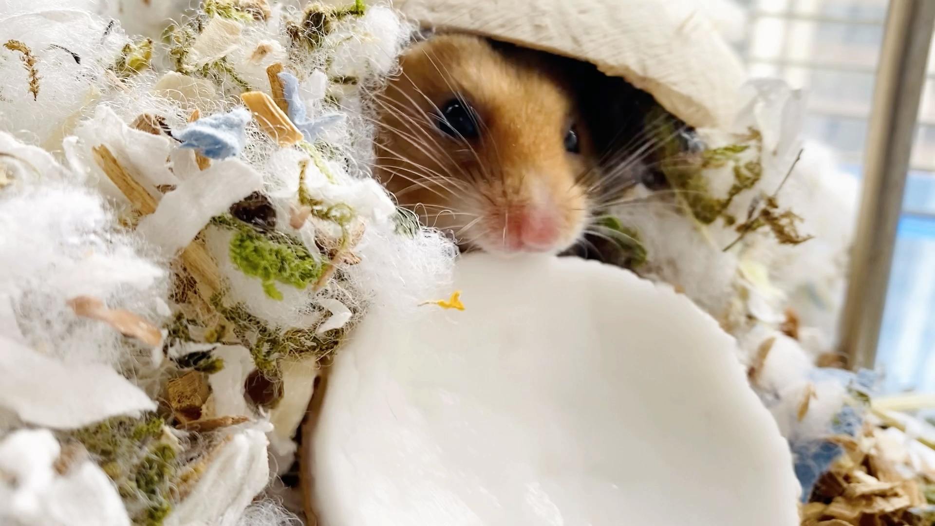 可爱的金丝熊也想做吃播