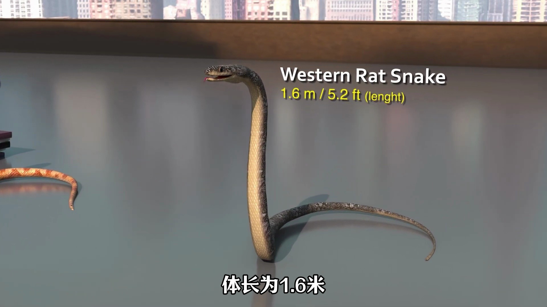 世界上最大的蛇是谁你知道吗