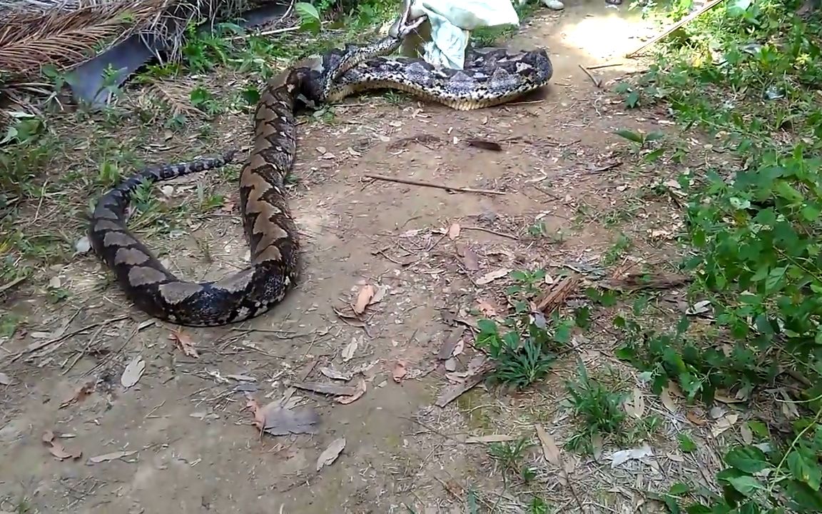 一条蟒蛇闯入村庄,村民集体出动将其制服_哔哩哔哩 (゜-゜)つロ 干杯