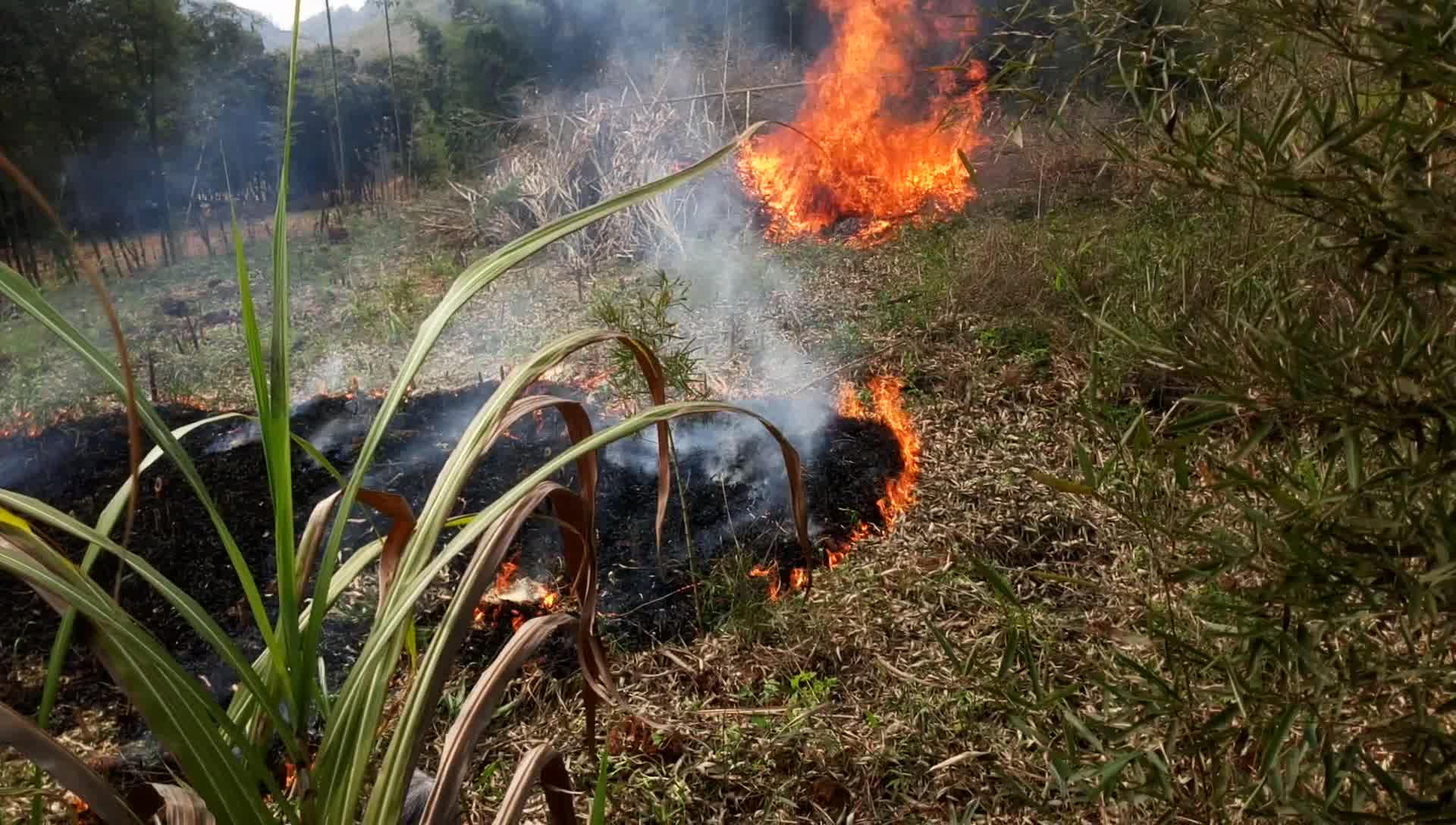 火烧雷竹_20170405_145633