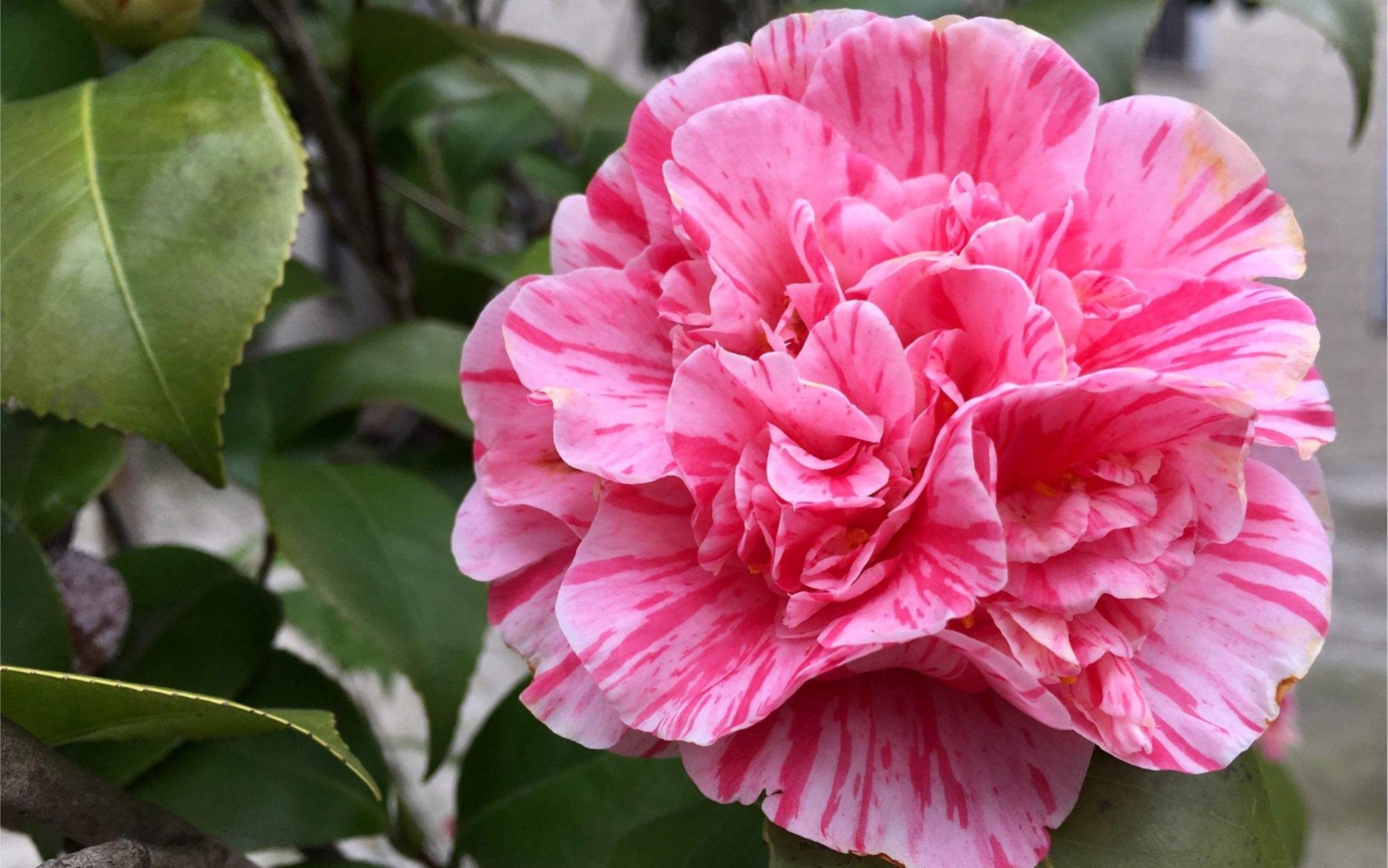 昆明市市花—山茶花