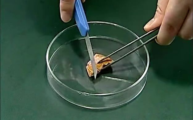 钠的性质 切割,燃烧,与水反应