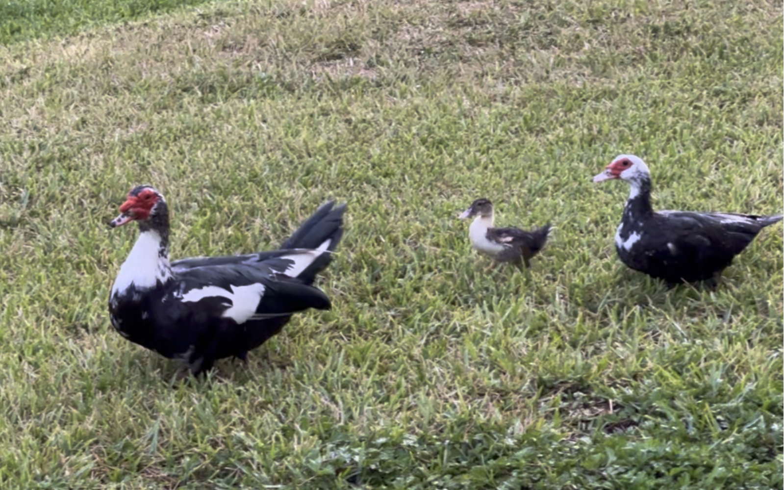 鸭子一家三口扭着屁股在雨中漫步