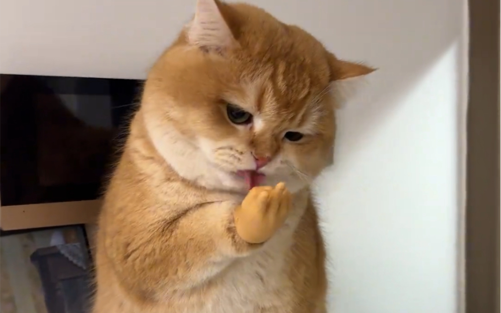 比耶小猫,别人有的你也要有,给小猫买的手套,它好像很喜欢