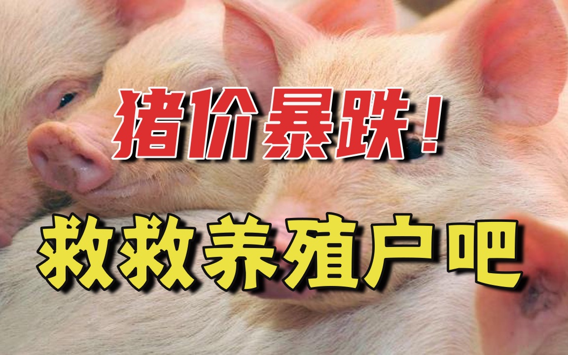 猪价暴跌!救救养殖户吧哔哩哔哩bilibili