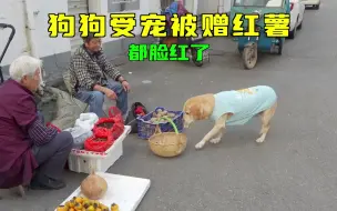 Download Video: 狗狗2元买2个红薯，宠狗摊主转手就装了5个，把狗整不会了