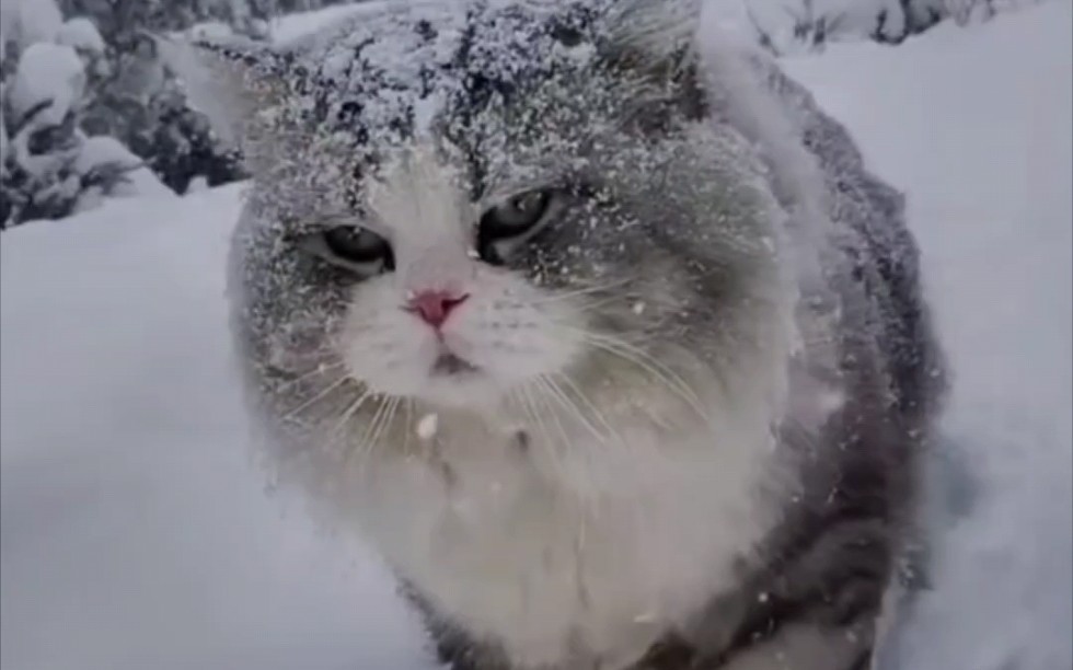 踏雪的猫,霸气不失优雅!哔哩哔哩bilibili