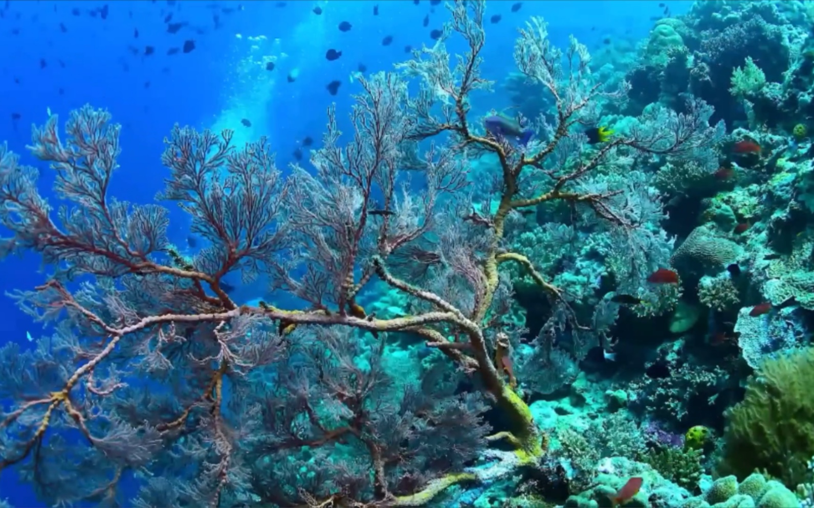 海底世界:海底美景配上轻音乐,让您一天疲乏的身体得到放松