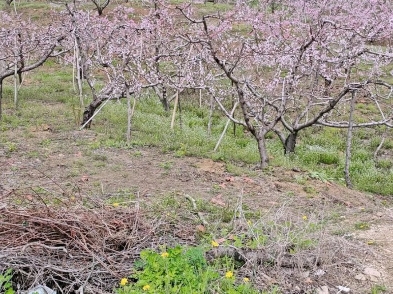 挖野菜的好地方